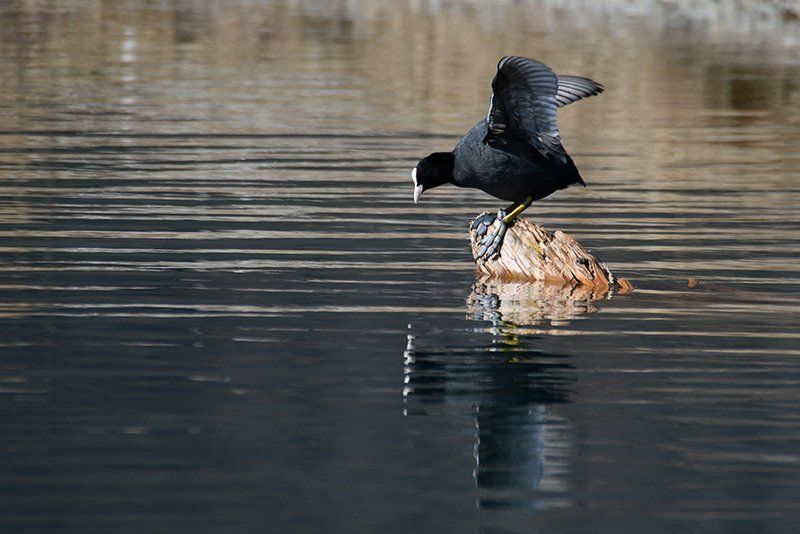 Fotografie Alfons Weber
