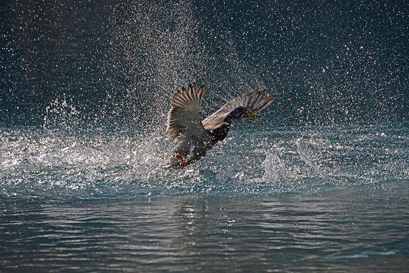 Fotografie Alfons Weber
