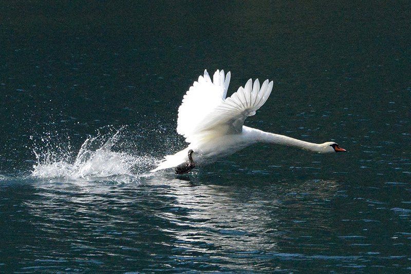 Fotografie Alfons Weber
