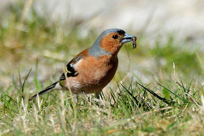 Fotografie Alfons Weber
