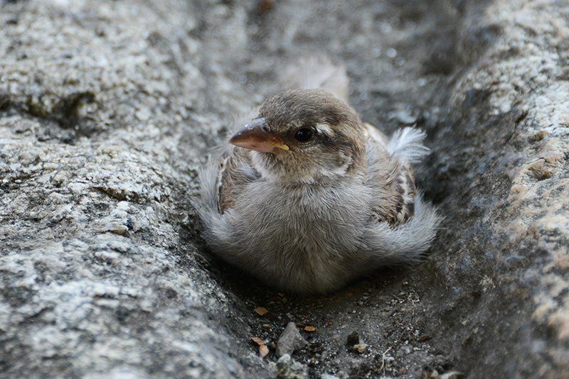 Fotografie Alfons Weber
