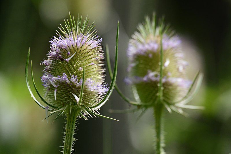 Fotografie Alfons Weber
