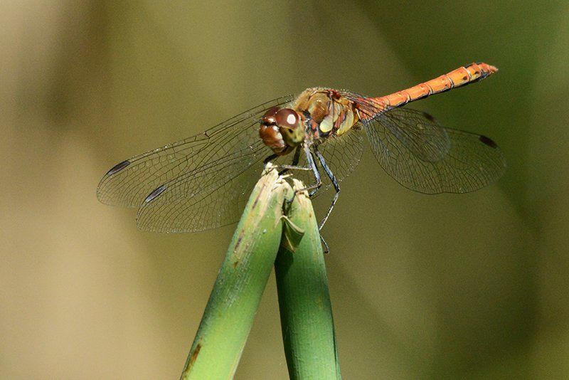 Fotografie Alfons Weber
