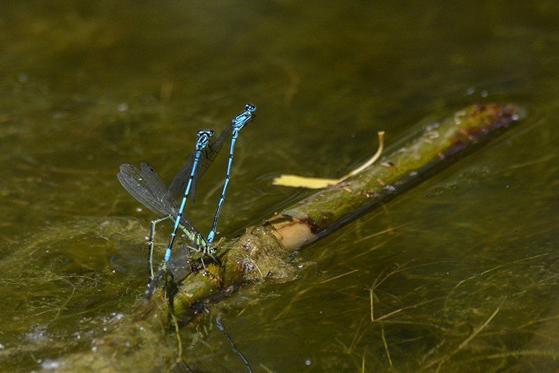 Fotografie Alfons Weber
