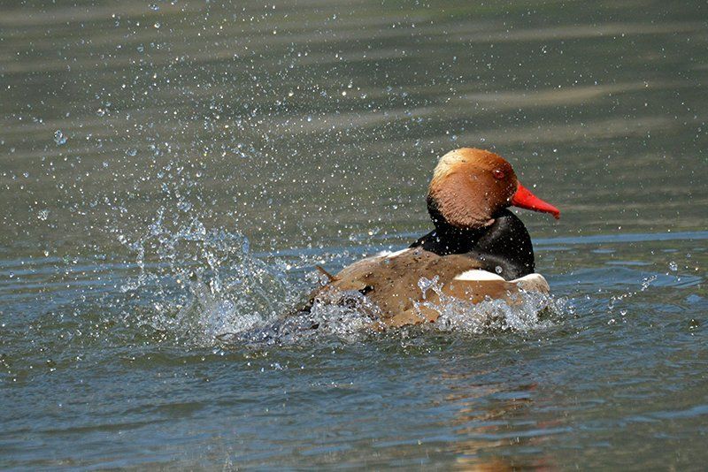 Fotografie Alfons Weber
