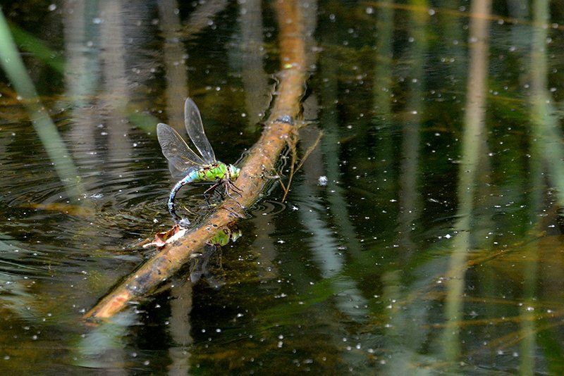 Fotografie Alfons Weber
