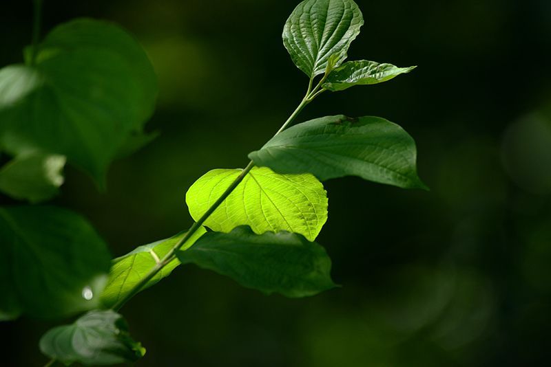 Fotografie Alfons Weber

