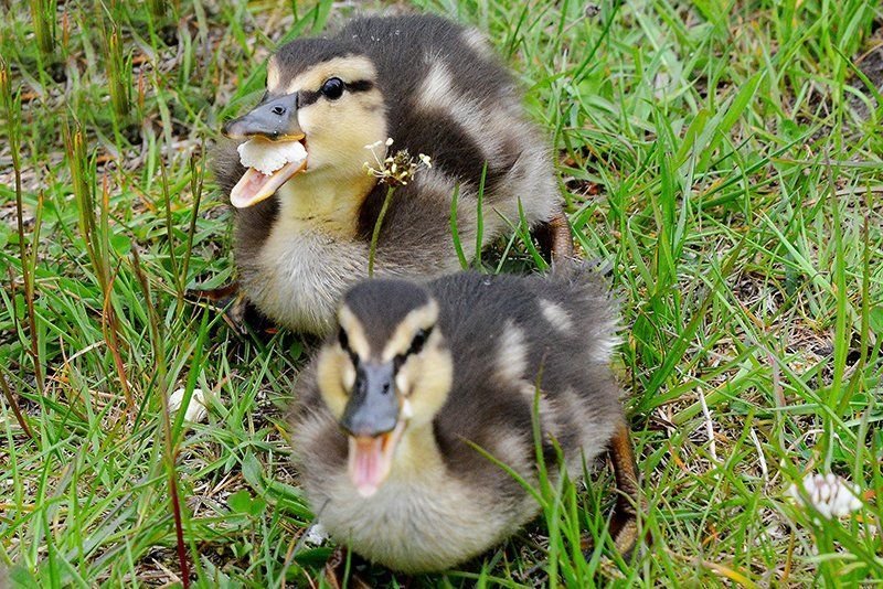 Fotografie Alfons Weber
