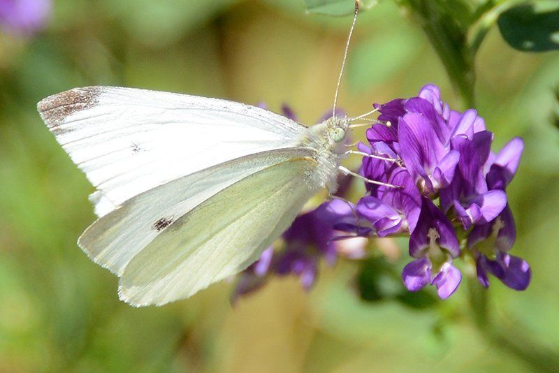 Fotografie Alfons Weber
