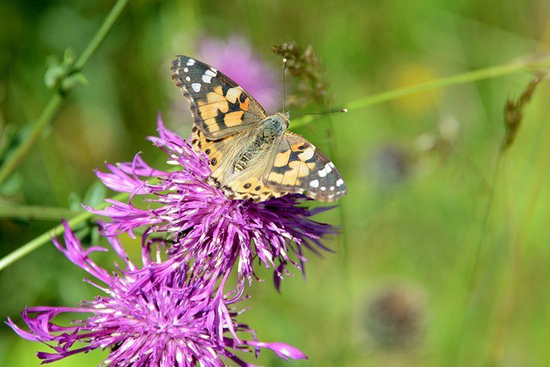 Fotografie Alfons Weber
