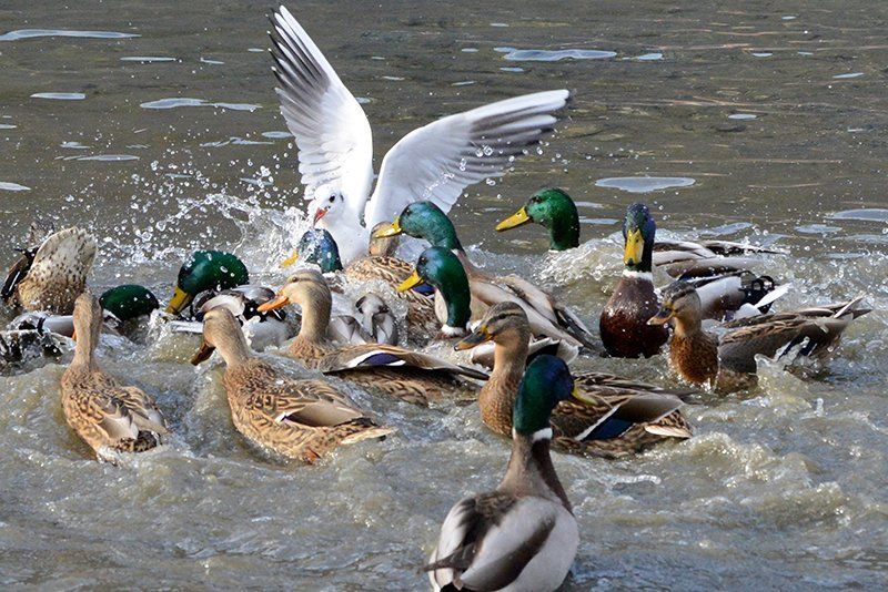 Fotografie Alfons Weber
