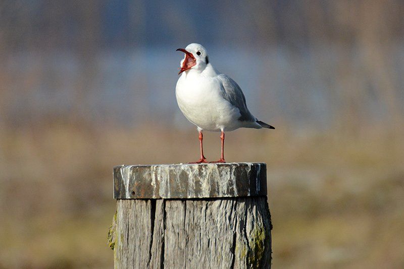Fotografie Alfons Weber

