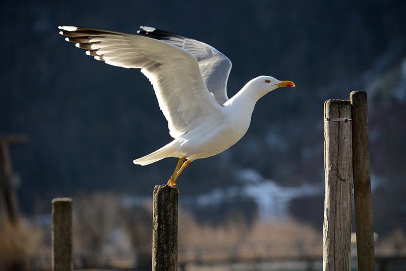 Fotografie Alfons Weber
