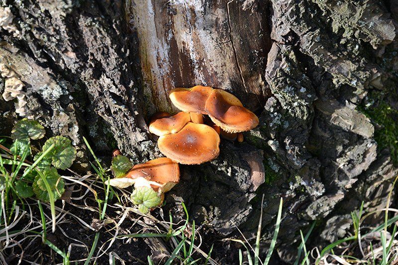 Fotografie Alfons Weber
