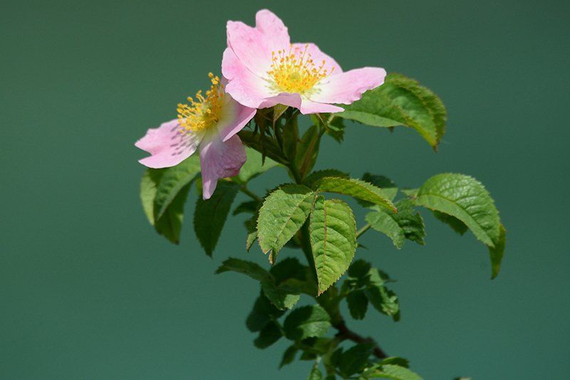 Fotografie Alfons Weber
