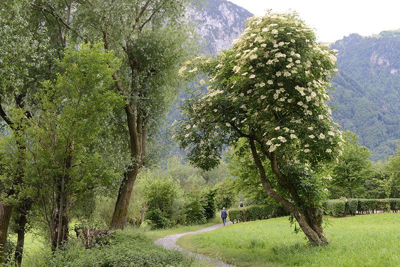 Fotografie Alfons Weber
