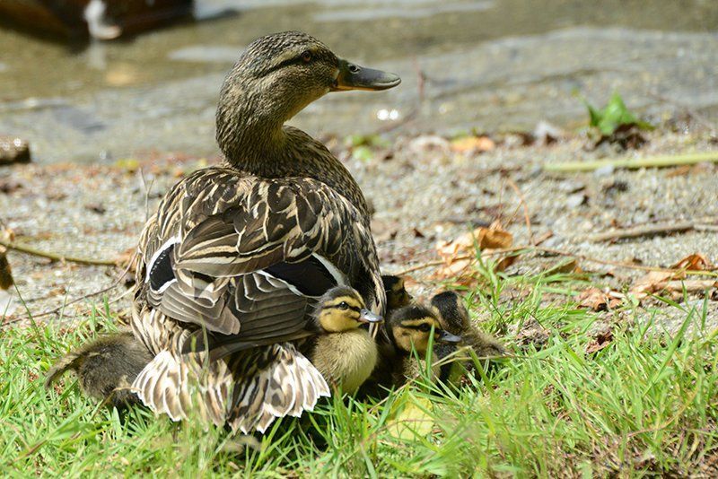 Fotografie Alfons Weber
