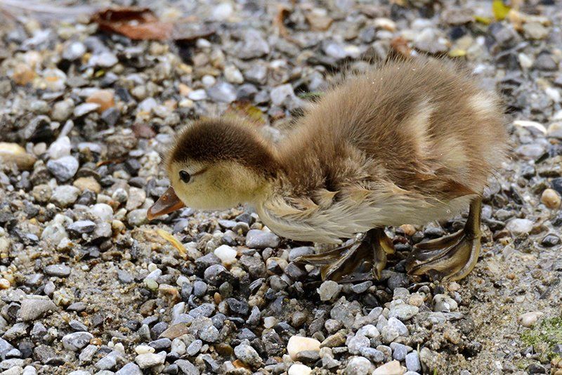 Fotografie Alfons Weber
