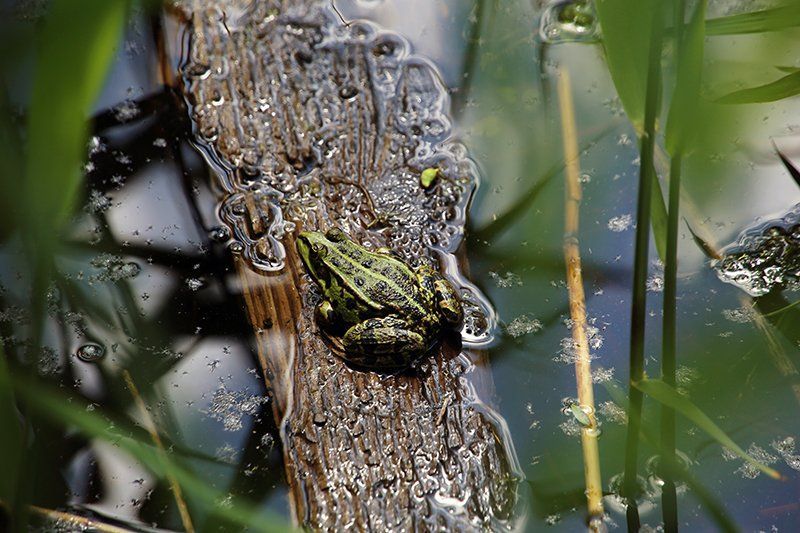 Fotografie Alfons Weber
