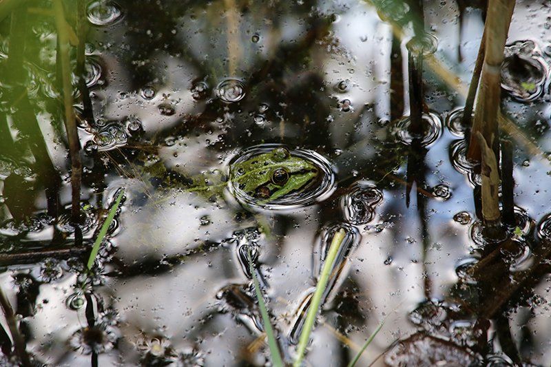 Fotografie Alfons Weber
