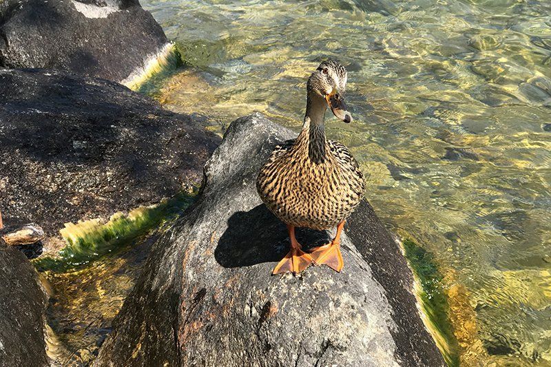 Fotografie Alfons Weber
