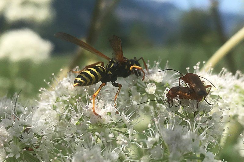 Fotografie Alfons Weber
