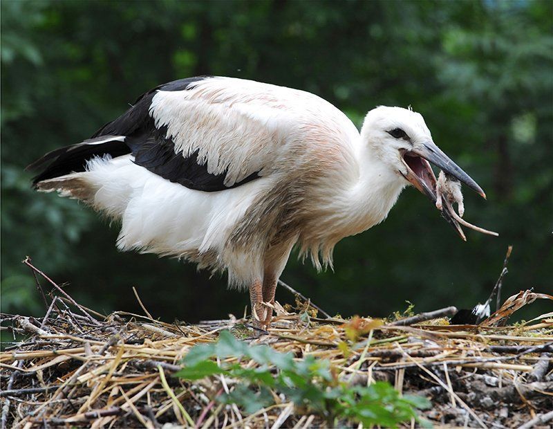 Fotografie Alfons Weber
