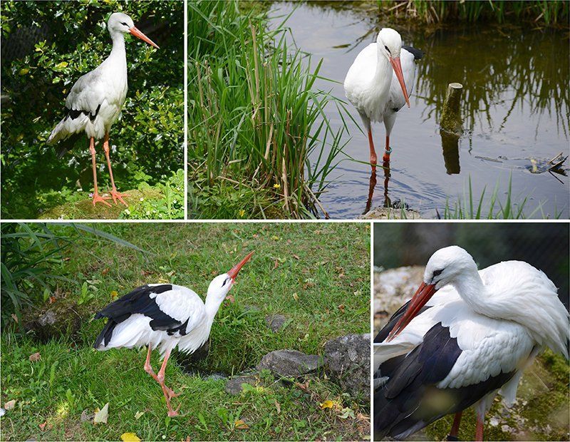 Fotografie Alfons Weber
