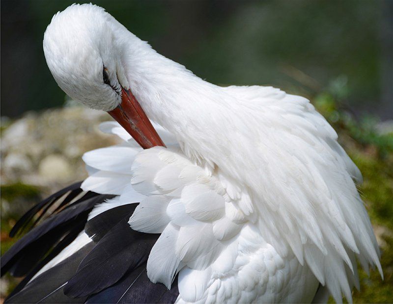 Fotografie Alfons Weber
