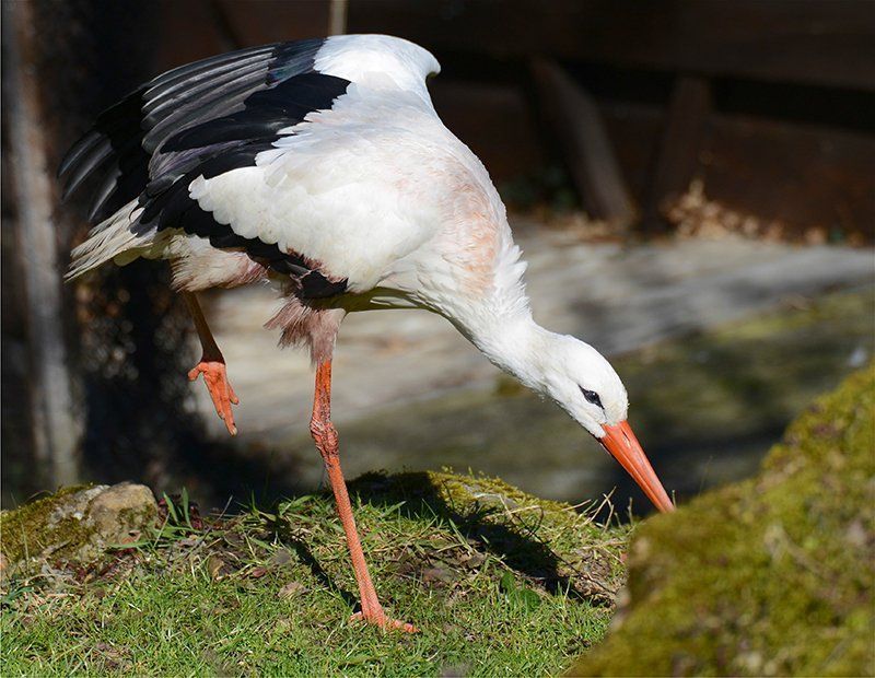 Fotografie Alfons Weber
