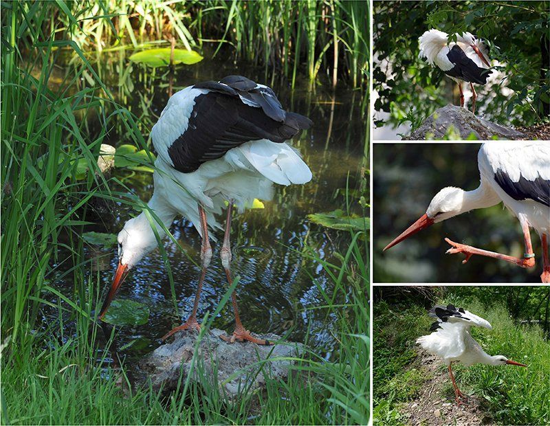 Fotografie Alfons Weber

