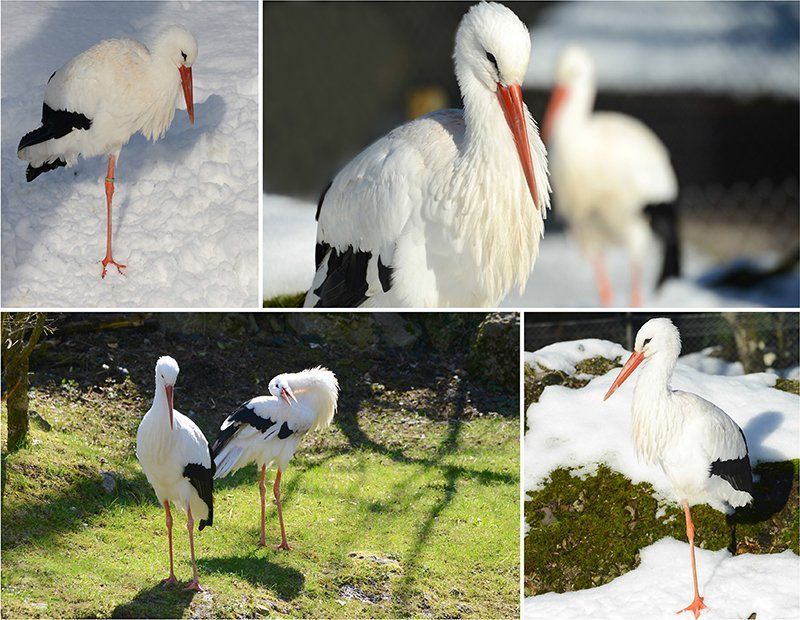 Fotografie Alfons Weber
