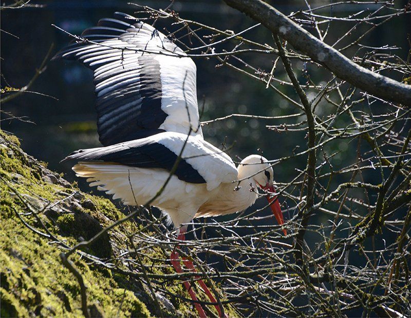 Fotografie Alfons Weber
