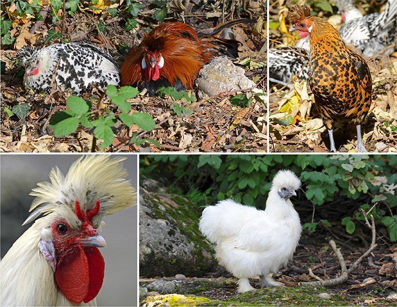 Fotografie Alfons Weber
