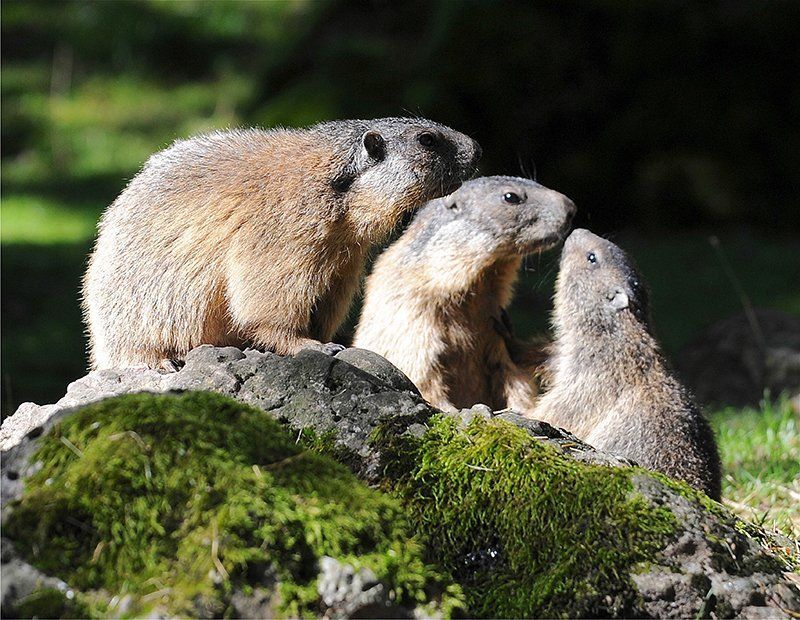 Fotografie Alfons Weber
