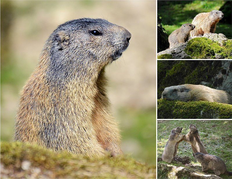 Fotografie Alfons Weber
