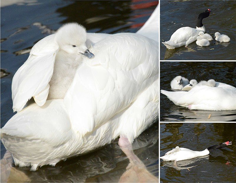 Fotografie Alfons Weber
