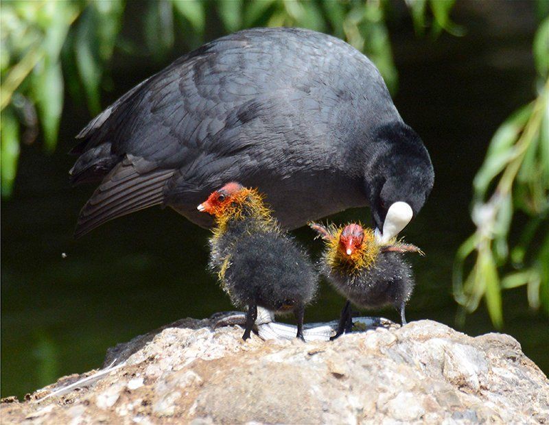 Fotografie Alfons Weber
