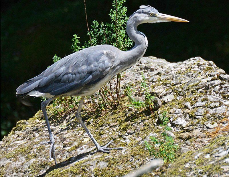 Fotografie Alfons Weber

