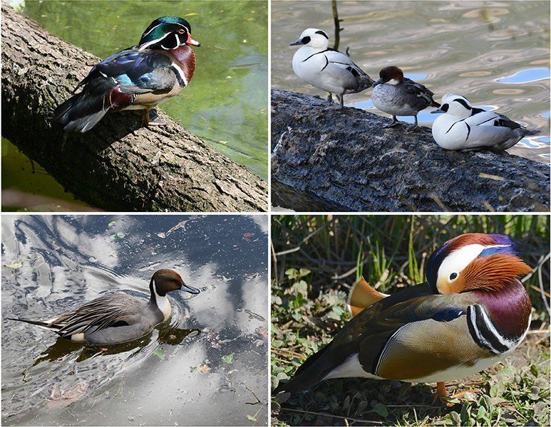 Fotografie Alfons Weber
