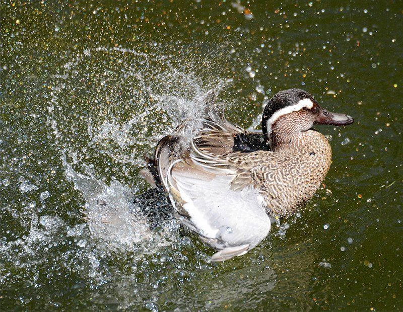 Fotografie Alfons Weber
