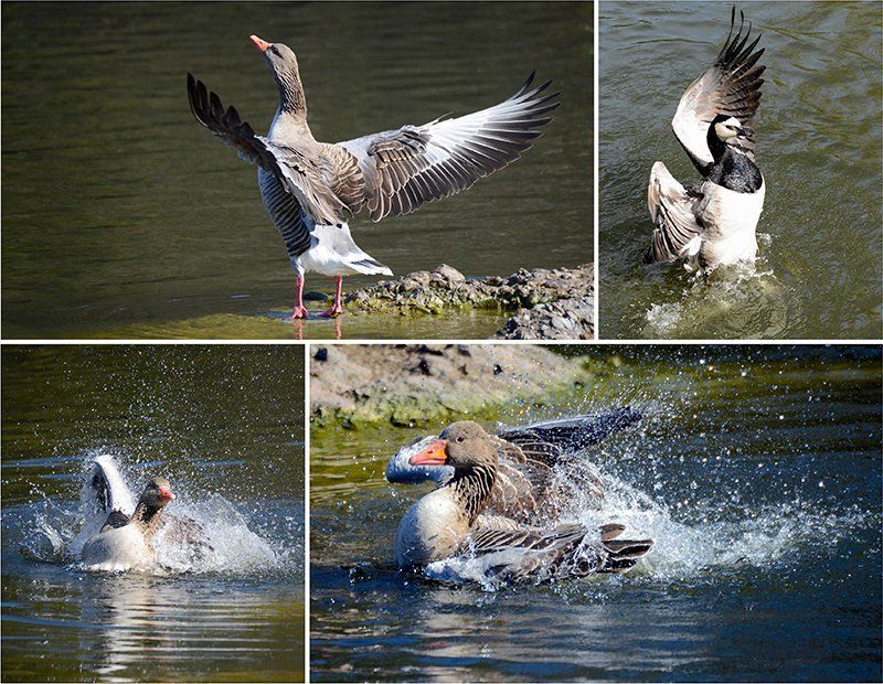 Fotografie Alfons Weber
