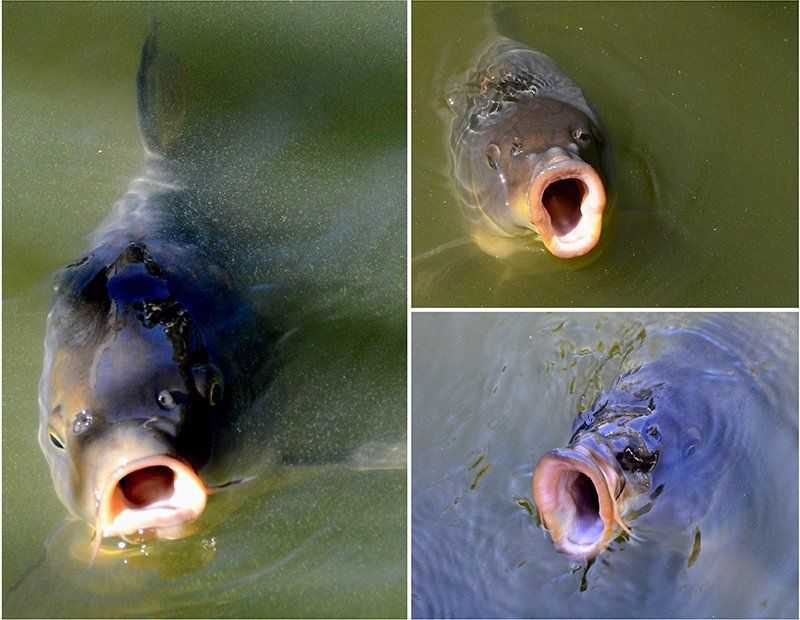 Fotografie Alfons Weber
