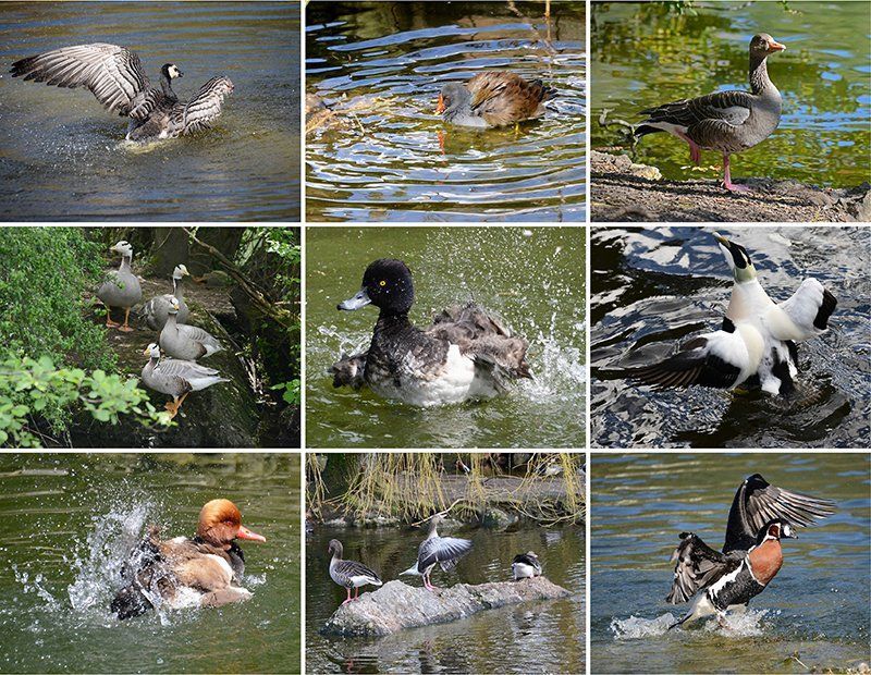 Fotografie Alfons Weber
