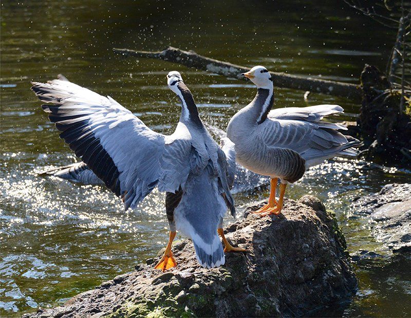 Fotografie Alfons Weber
