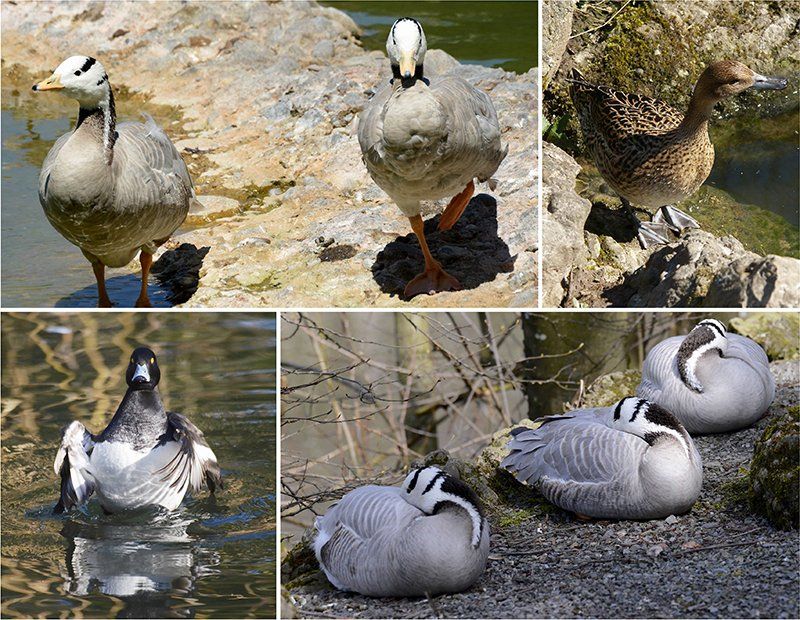 Fotografie Alfons Weber
