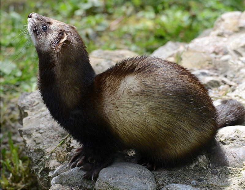 Fotografie Alfons Weber
