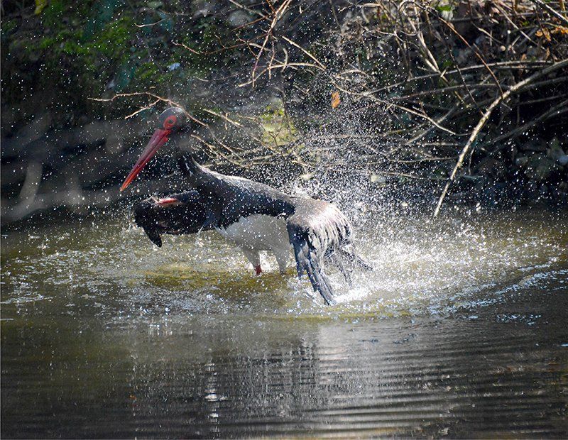 Fotografie Alfons Weber
