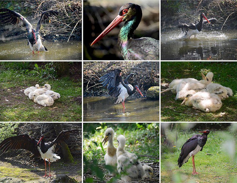 Fotografie Alfons Weber
