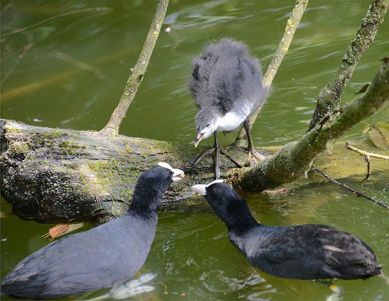 Fotografie Alfons Weber
